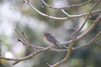Erithacus rubecula