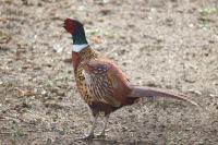 Phasianus colchicus
