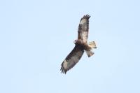 Buteo buteo