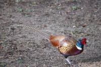 Phasianus colchicus