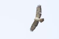 Buteo buteo