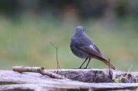 Phoenicurus ochruros