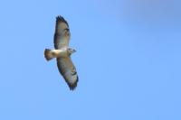 Buteo buteo