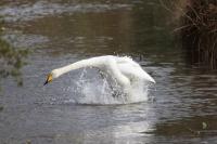 Cygnus cygnus