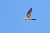 Falco tinnunculus