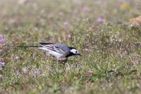 Motacilla alba