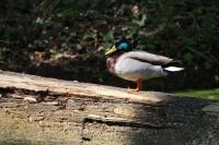 Anas platyrhynchos