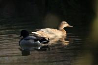 Anas platyrhynchos