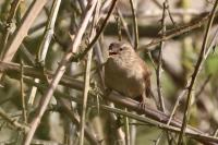 Troglodytes troglodytes