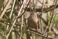 Troglodytes troglodytes