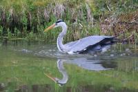 Ardea cinerea