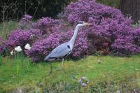 Ardea cinerea