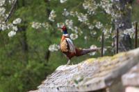 Phasianus colchicus