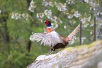 Phasianus colchicus