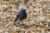 Phoenicurus ochruros