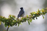 Poecile palustris
