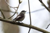 Ficedula hypoleuca