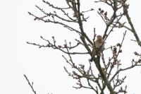 Anthus trivialis