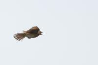 Anthus trivialis