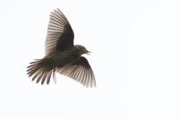 Anthus trivialis