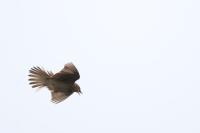 Anthus trivialis