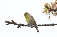 Serinus serinus