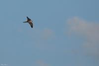 Falco subbuteo