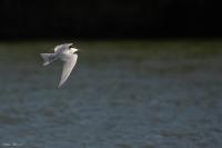 Sterna hirundo