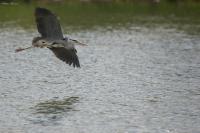 Ardea cinerea