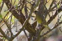 Chloris chloris
