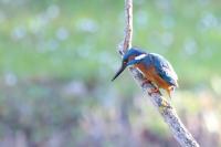 Alcedo atthis