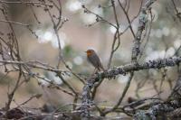 Erithacus rubecula