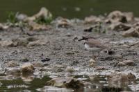 Charadrius dubius