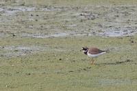 Charadrius hiaticula
