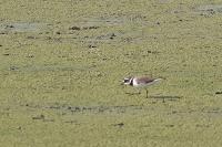 Charadrius dubius