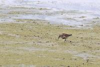 Calidris alpina