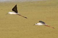 Himantopus himantopus
