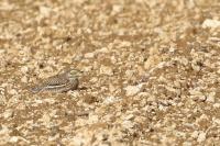 Burhinus oedicnemus
