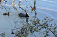 Fulica atra