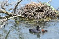 Fulica atra