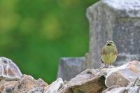 Emberiza cirlus