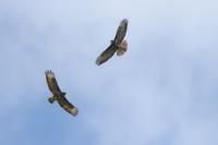 Buteo buteo