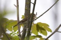 Anthus trivialis