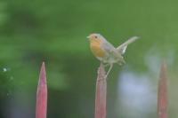 Erithacus rubecula
