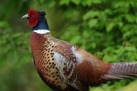 Phasianus colchicus