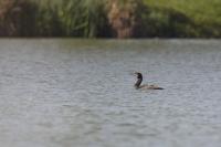 Phalacrocorax carbo