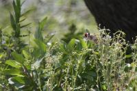Carduelis carduelis