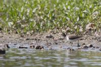 Actitis hypoleucos