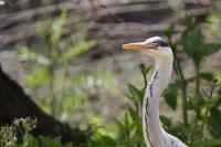 Ardea cinerea