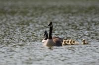 Branta canadensis